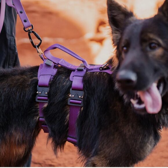 NWT high quality Saker Extended Ascension Dog Harness, hike/walk/car all in one - Picture 10 of 13